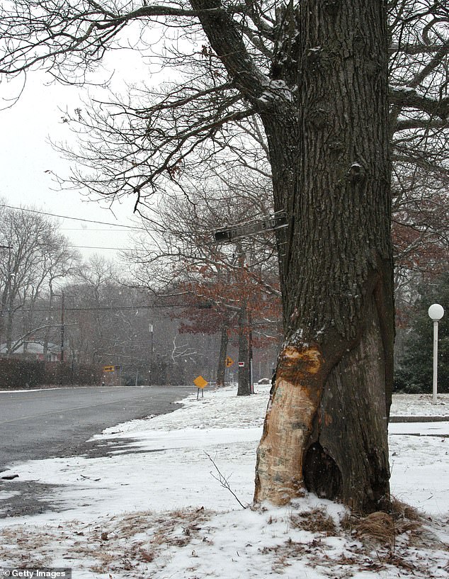 The scene of Billy Joel's January 2003 crash, when he slammed a sedan into a tree following a dinner at The American Hotel